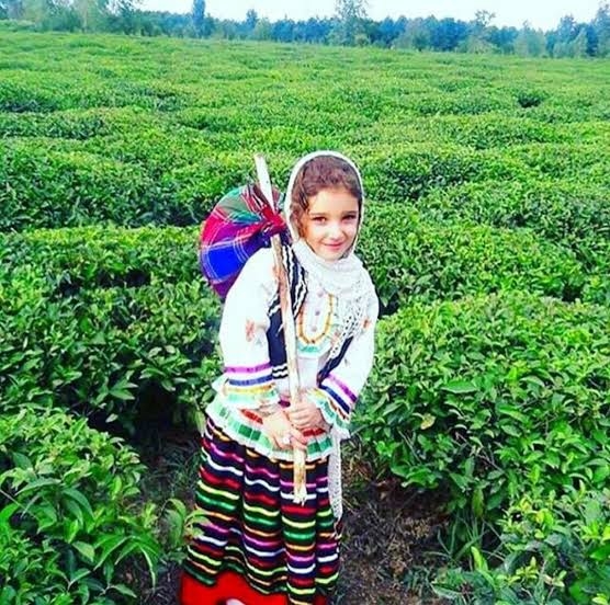 برند ۸: چای لاهیجان؛ سبزی که از ابرهای شمال می‌بارد